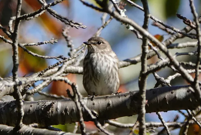 Species Image