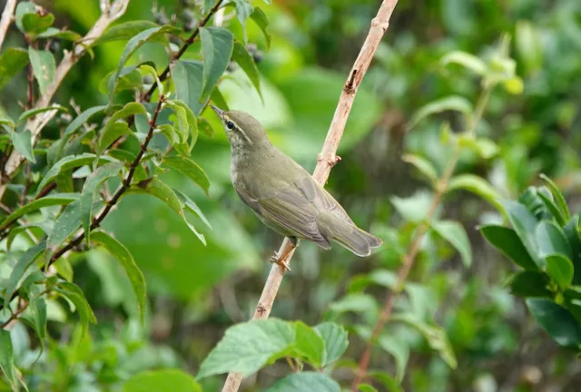 Species Image