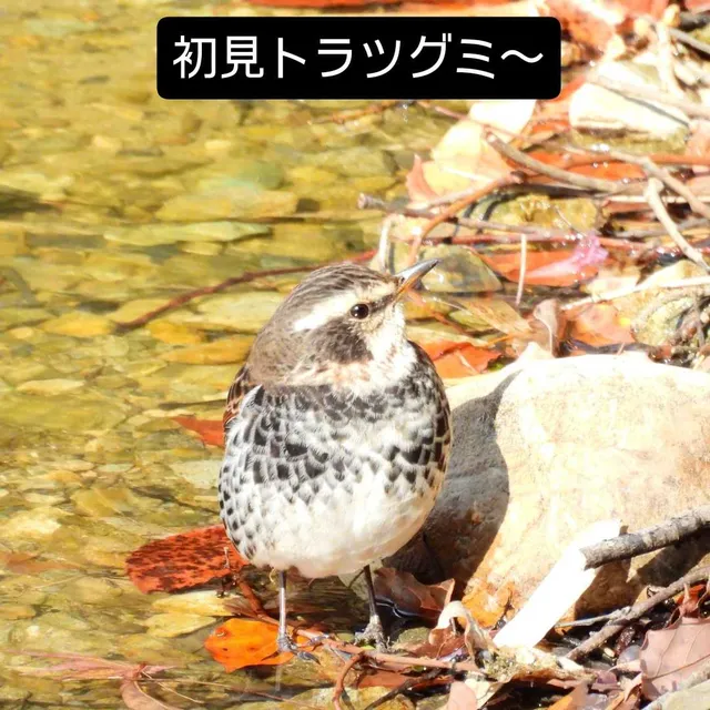 Species Image