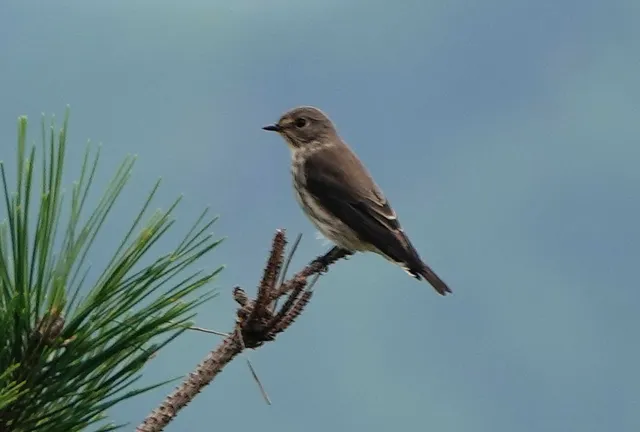 Species Image