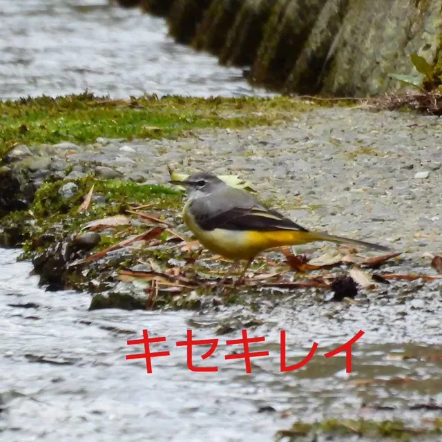 Species Image