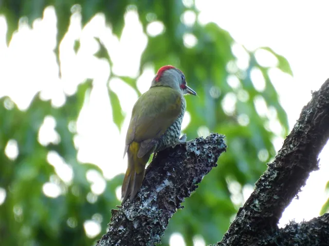 Species Image
