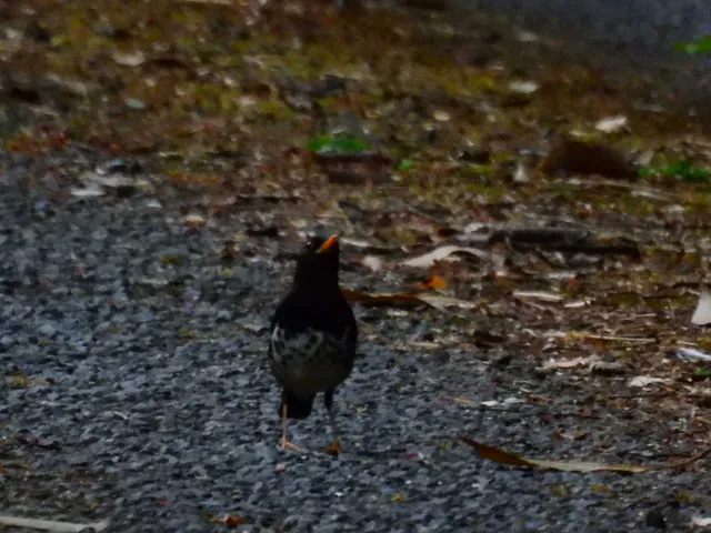 野鳥の写真