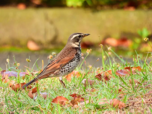 Species Image