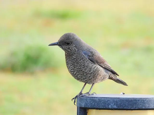 Species Image