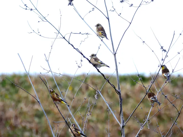 Species Image