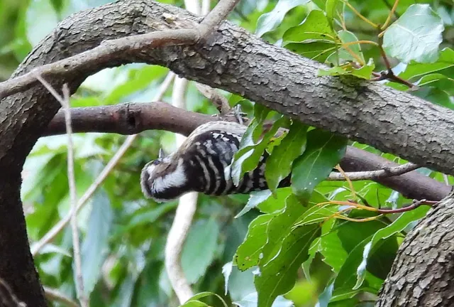 Species Image