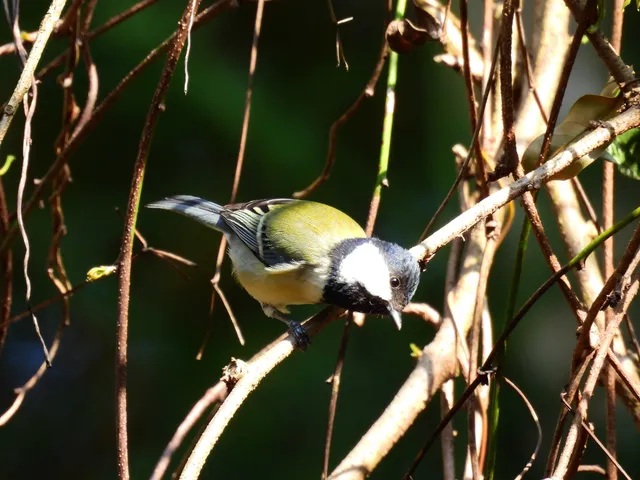 Species Image