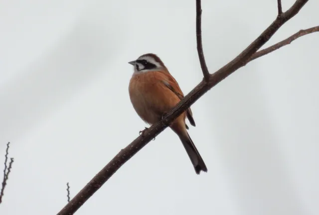 Species Image