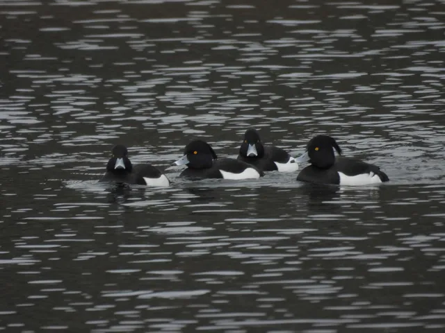 Species Image