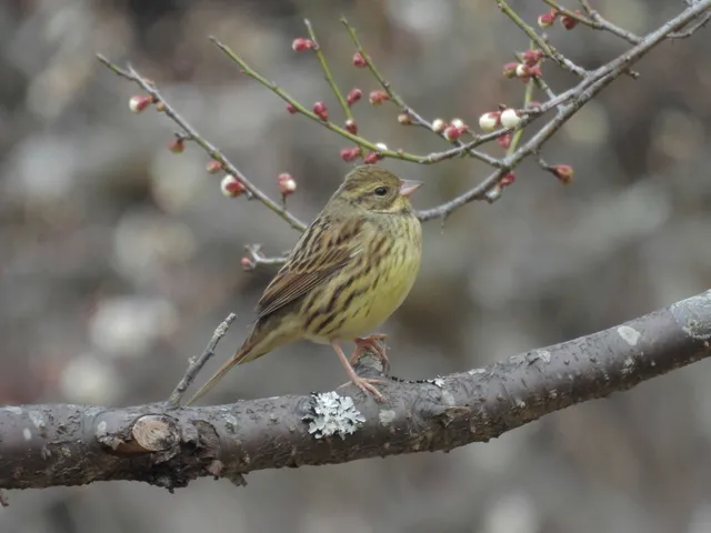 Species Image