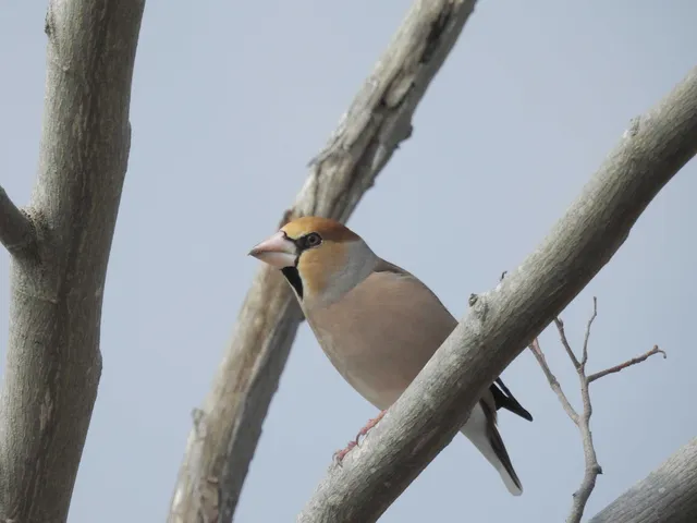 Species Image