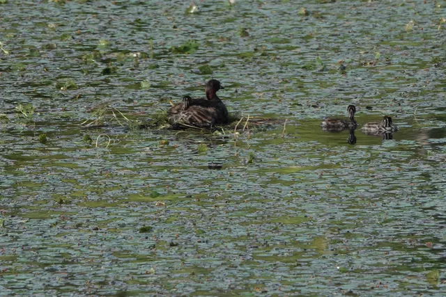 Species Image