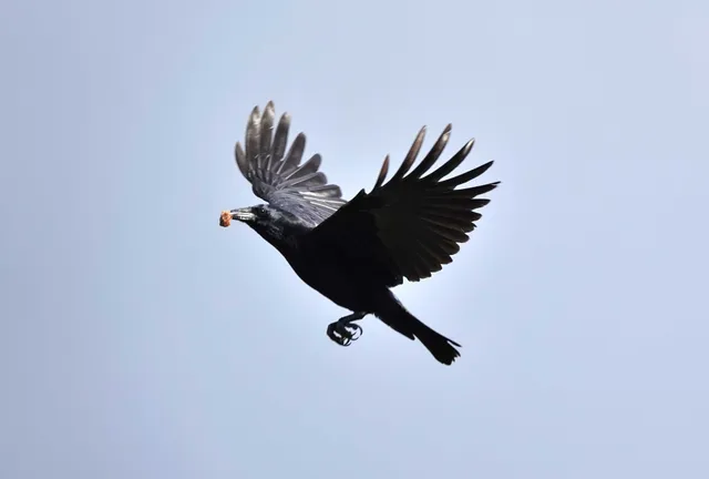 Species Image