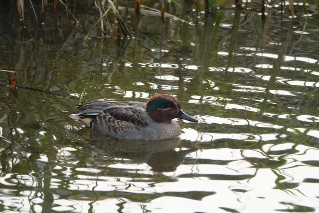 Species Image