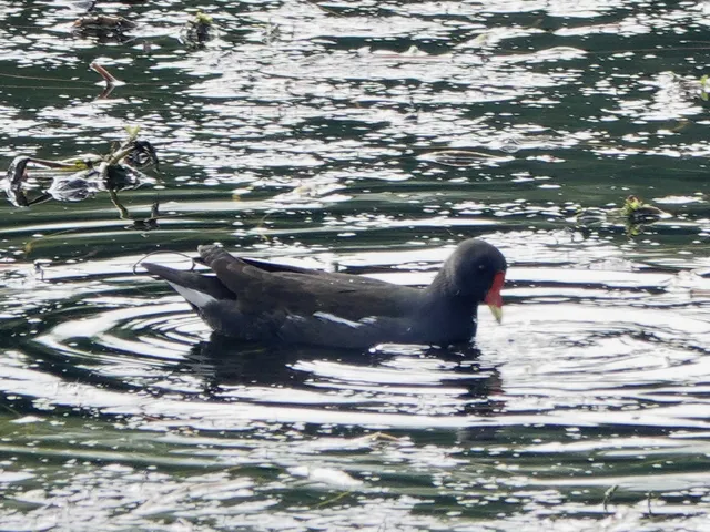 Species Image