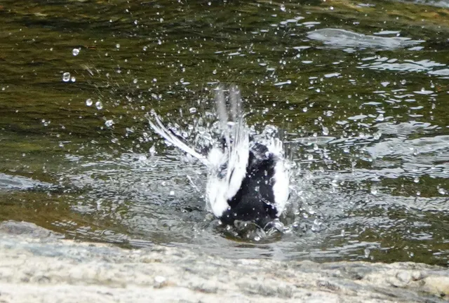 Species Image
