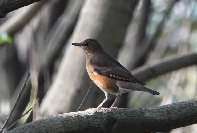 Species Image