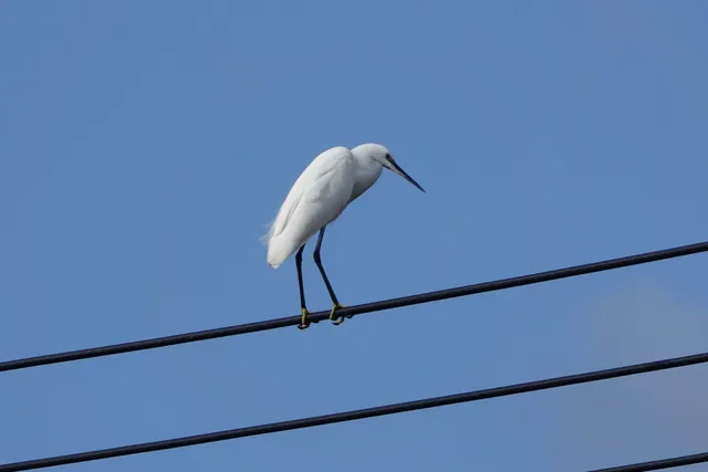 Species Image