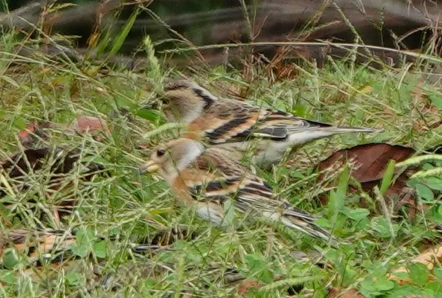 Species Image