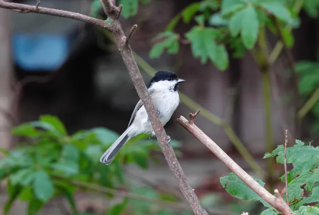 Species Image
