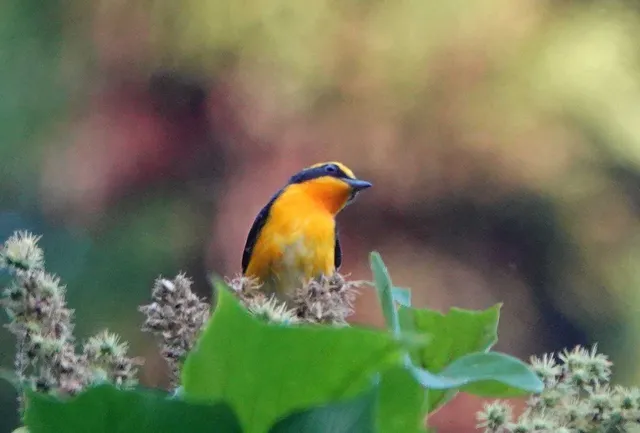 Species Image