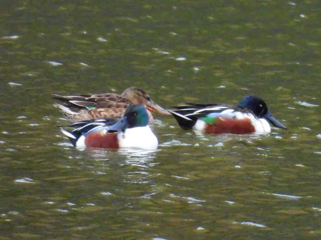 Species Image
