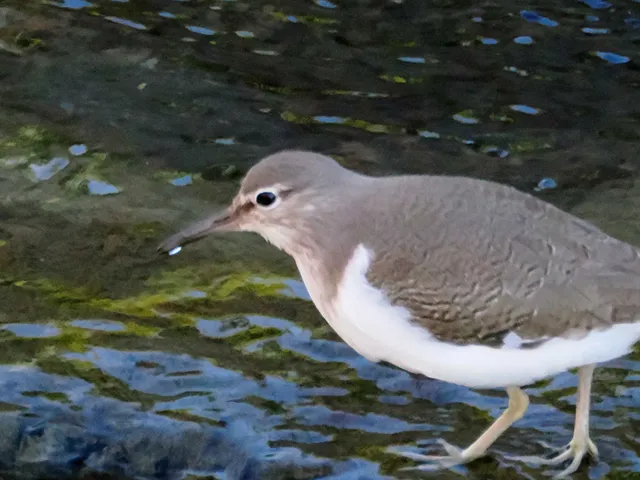 Species Image