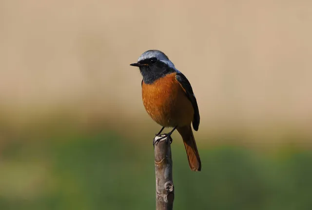 Species Image