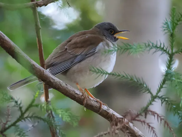 Species Image