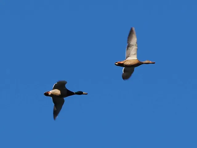 Species Image