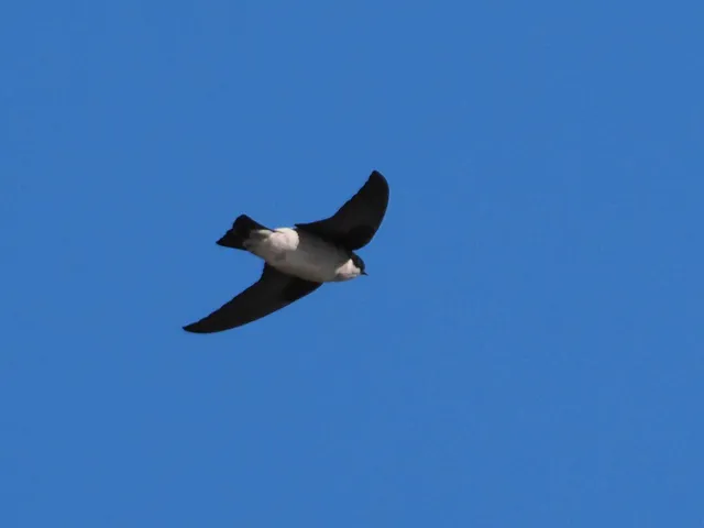 Species Image