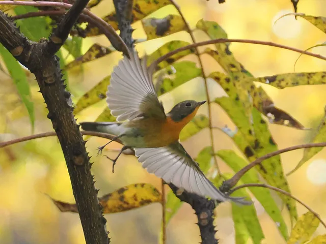 Species Image