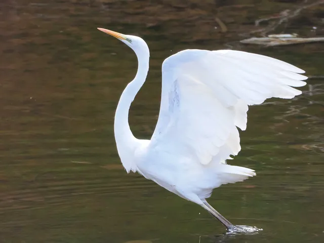 Species Image
