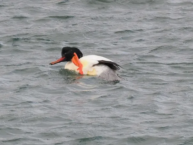 Species Image