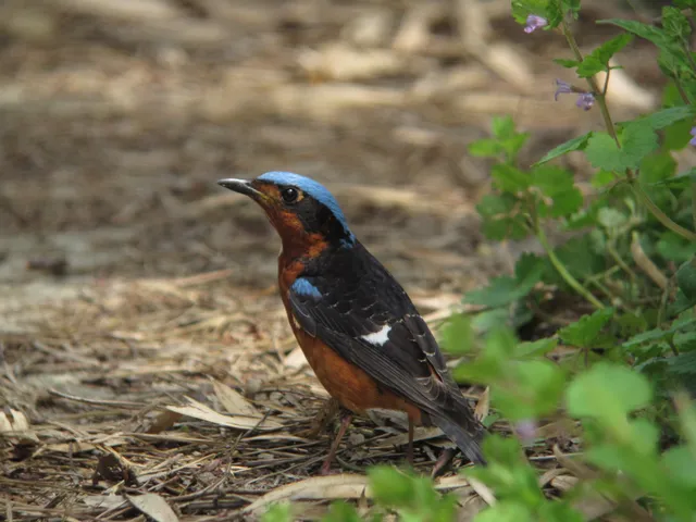 Species Image