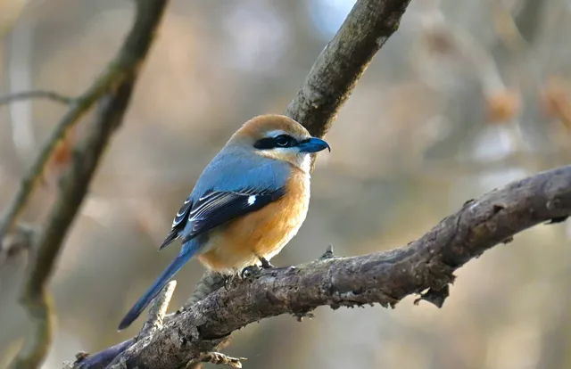 Species Image