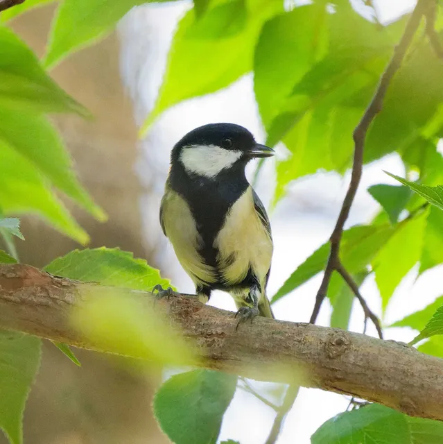 Species Image
