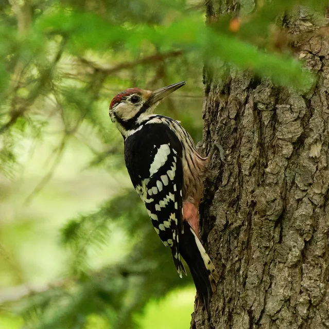 Species Image