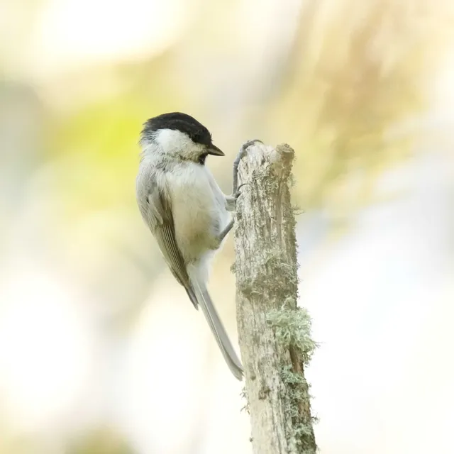 野鳥の写真