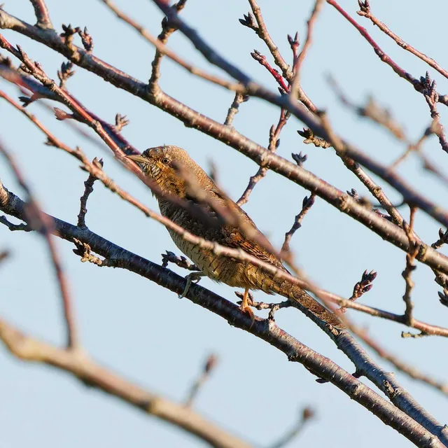 Species Image