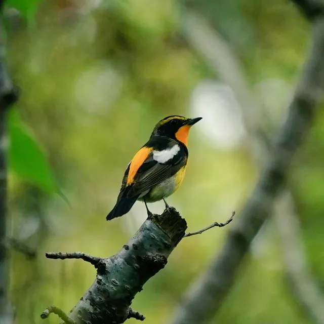 Species Image