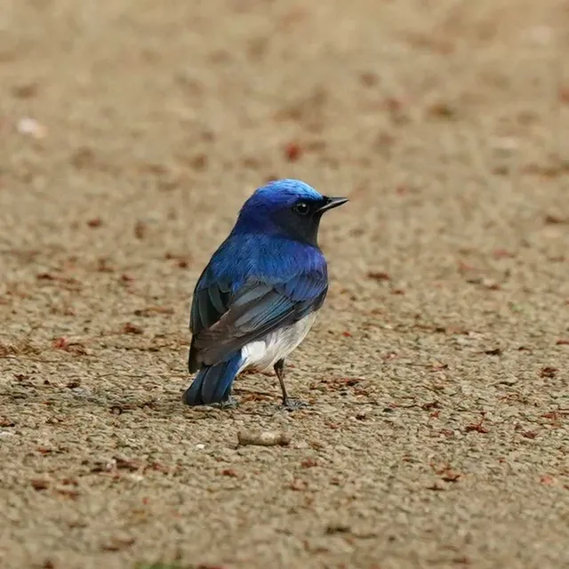 Species Image