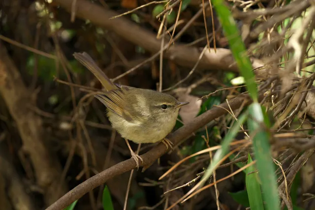Species Image