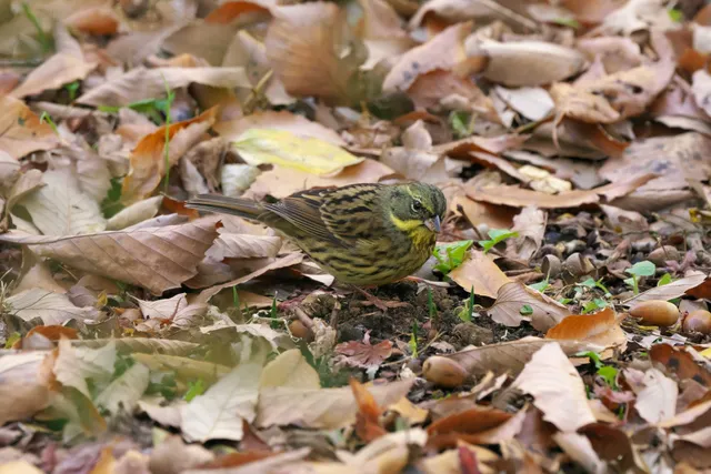 Species Image