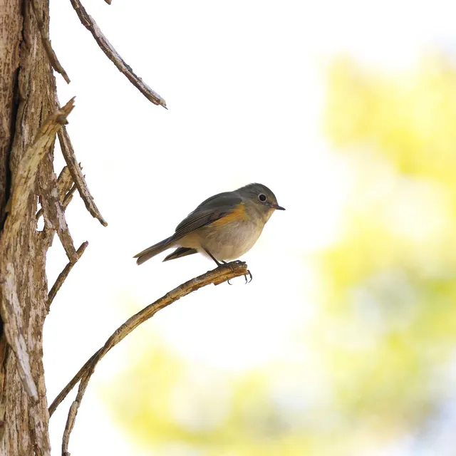 Species Image