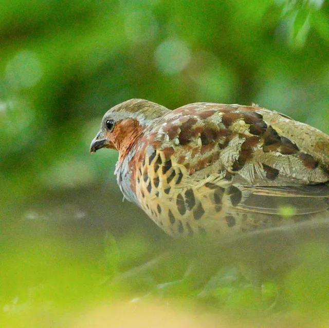 Species Image