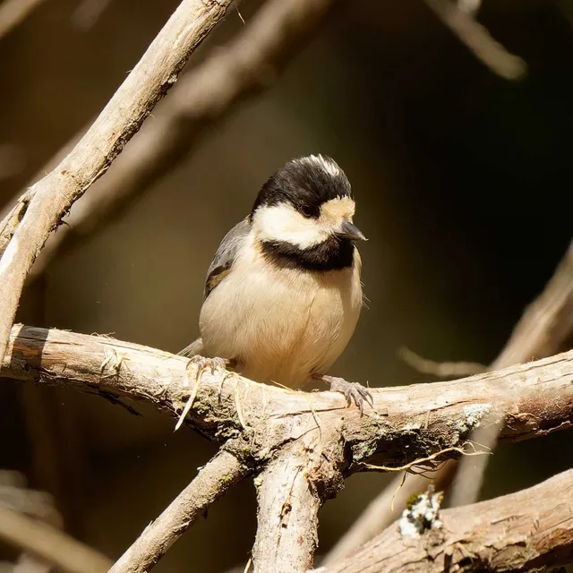 Species Image