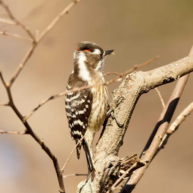 Species Image