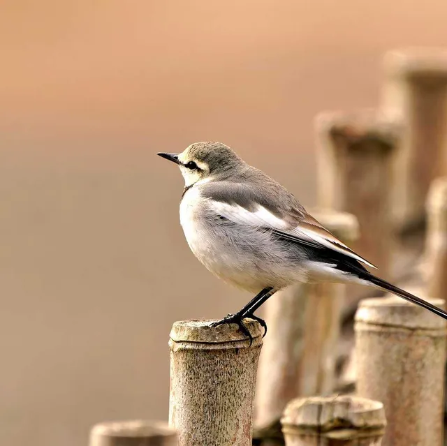 Species Image